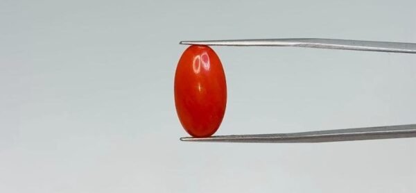 Red Coral - 4.05 Carat