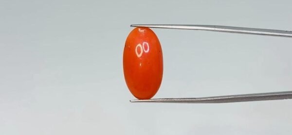 Red Coral - 8.45 Carat