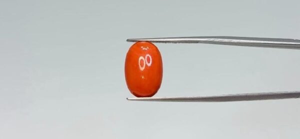 Red Coral - 5 Carat