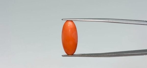 Red Coral - 5.3 Carat