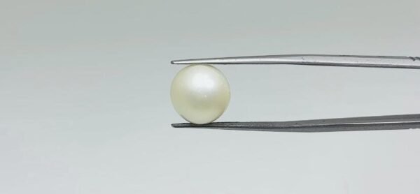 Pearl - 11.65 Carat
