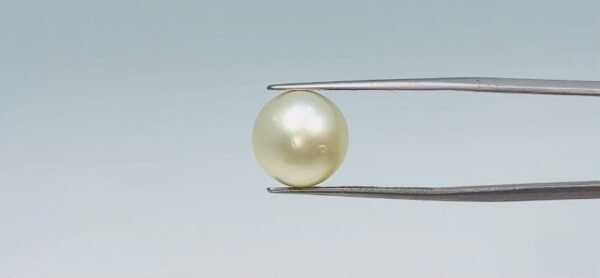 Pearl - 11.05 Carat
