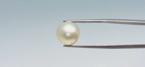 Pearl - 12.2 Carat