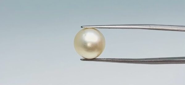 Pearl - 11.05 Carat