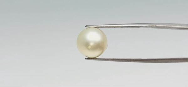 Pearl - 9.7 Carat