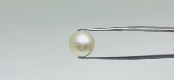 Pearl - 11.15 Carat