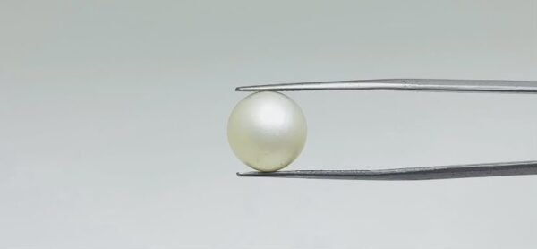 Pearl - 12.3 Carat