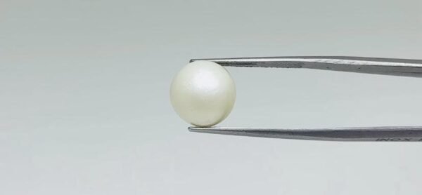 Pearl - 10.65 Carat