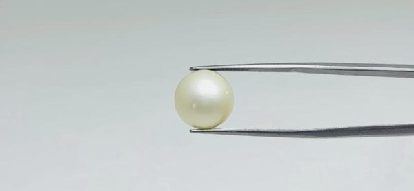 Pearl - 12.55 Carat