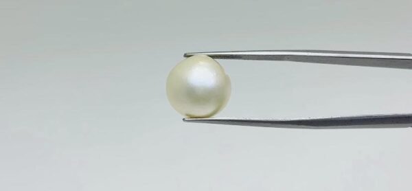Pearl - 16.1 Carat
